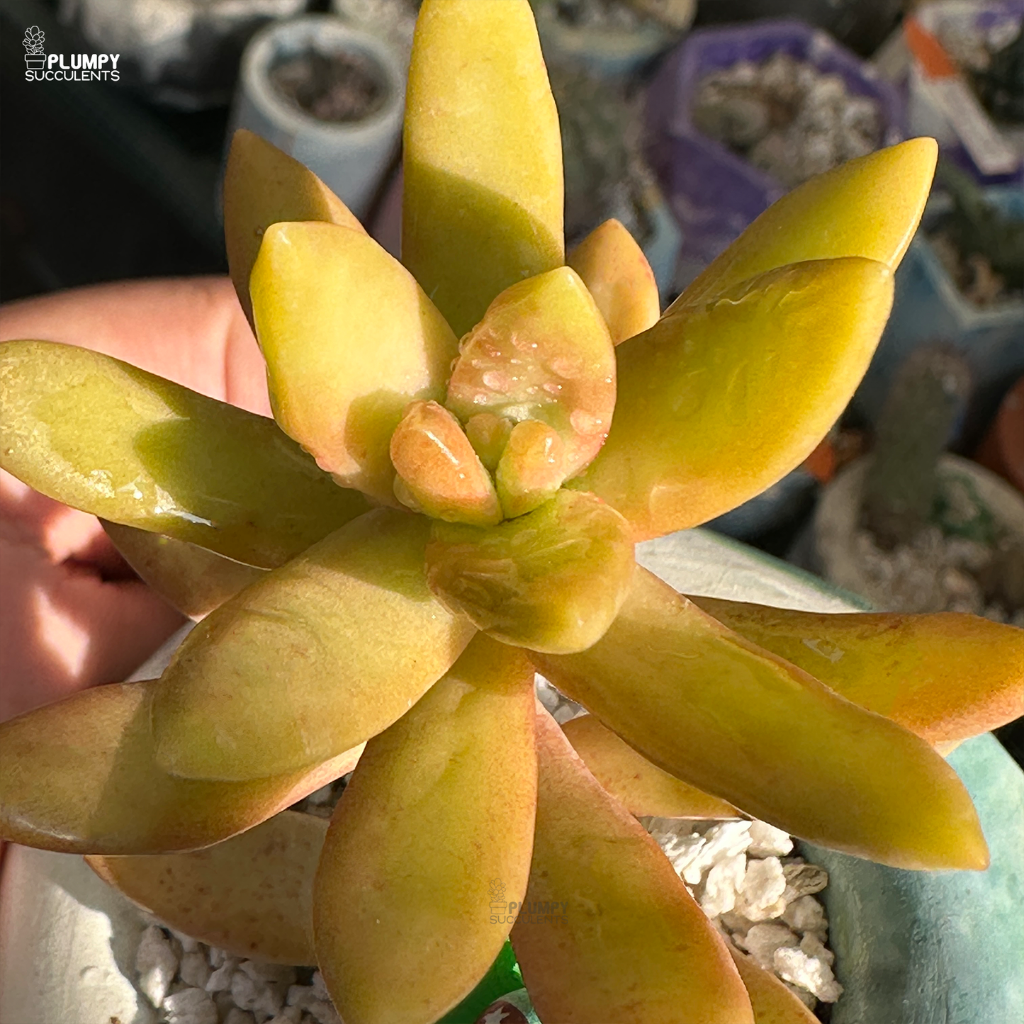 Sedum Adolphi "Golden Sedum"