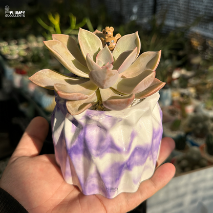 Echeveria Fred Ives
