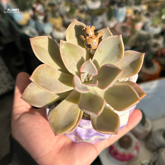 Echeveria Fred Ives