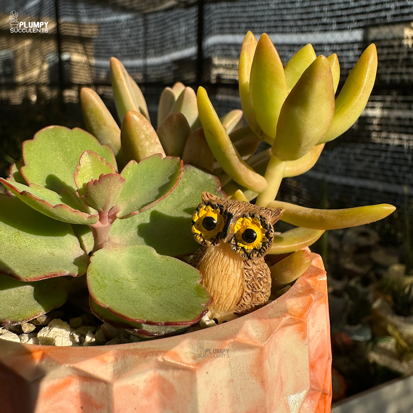 Succulent Garden (Arrangement)
