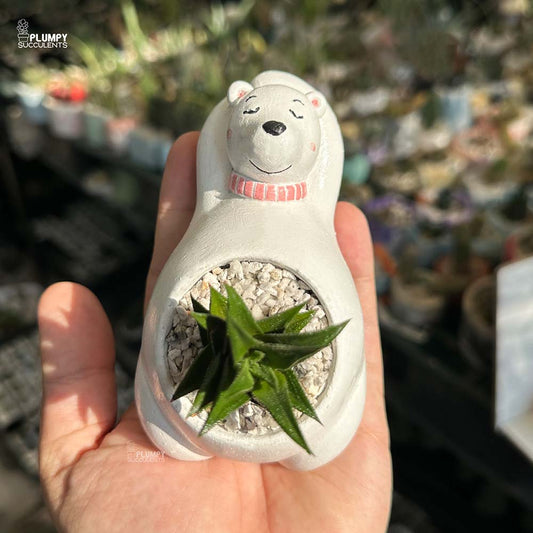 Haworthia Tortuosa in Bear Planter