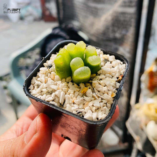 Conophytum Maughanii - 4 Pcs in Pot (Exotic Variety)