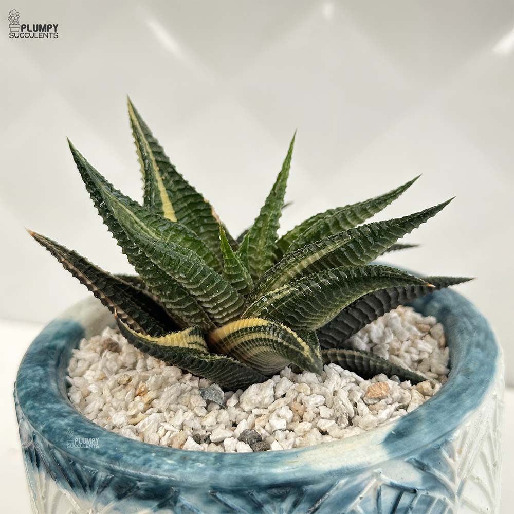 Haworthia Limifolia Verigated