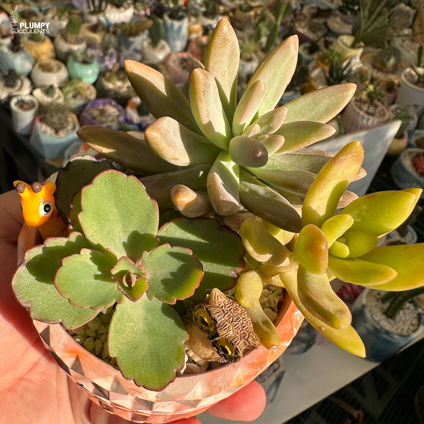 Succulent Garden (Arrangement)