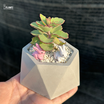 Kalanchoe Laxiflora