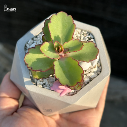 Kalanchoe Laxiflora