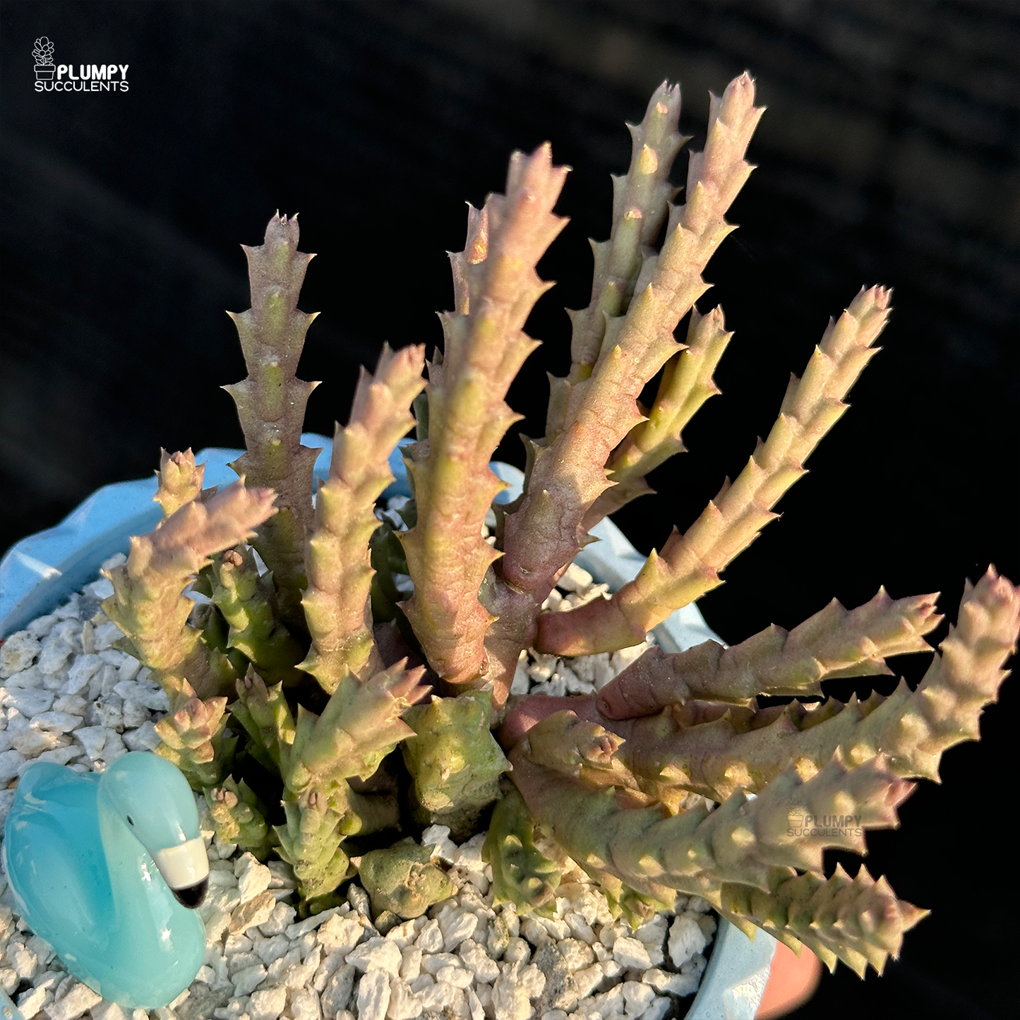 Huernia Concinna