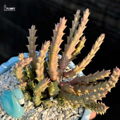Huernia Concinna