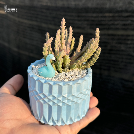 Huernia Concinna