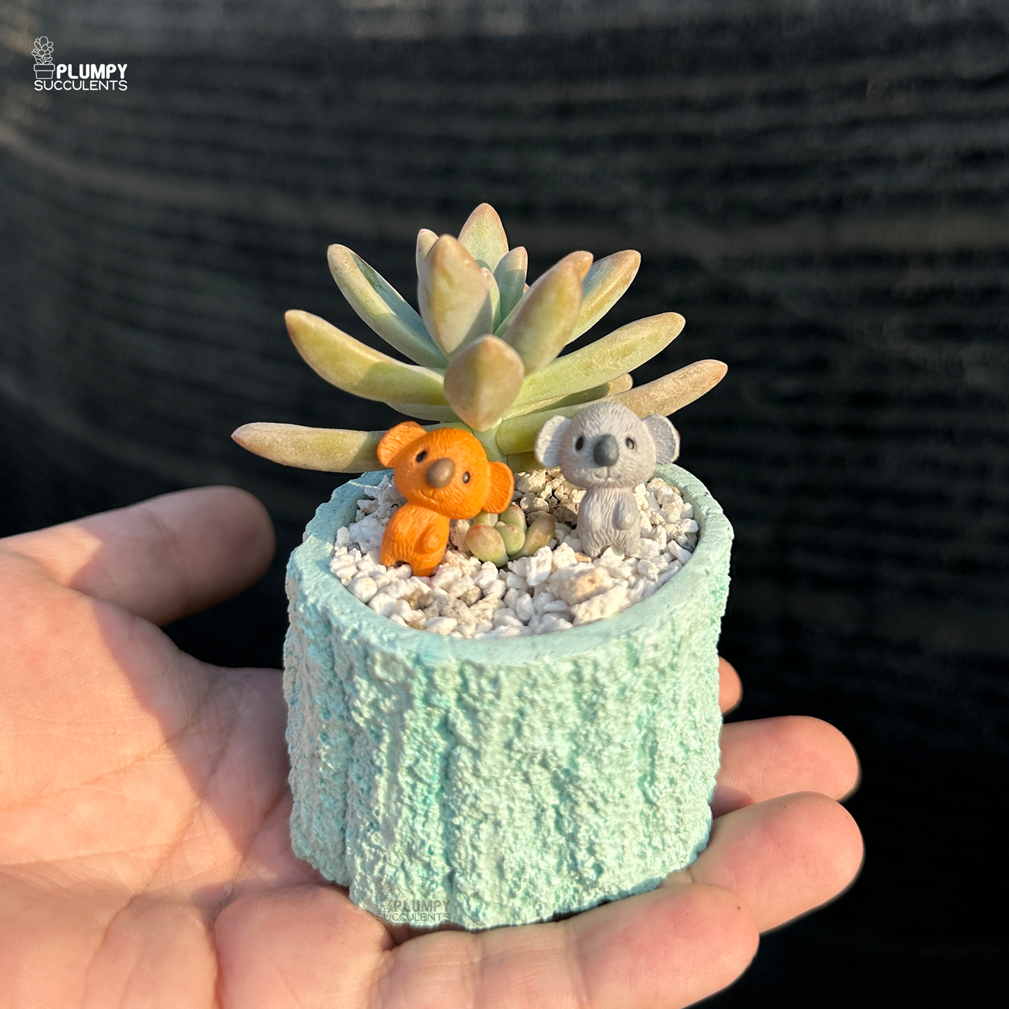 Graptosedum "Darley Sunshine"