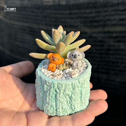 Graptosedum "Darley Sunshine"