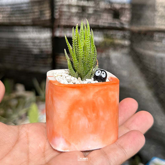 Reinwardtii Towering Haworthia