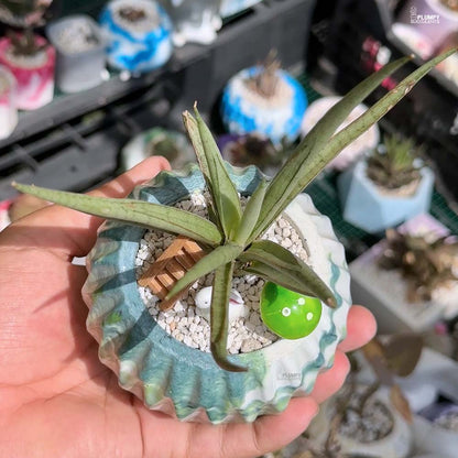 Sansevieria Lady Charm x Bella- Rabbit Land
