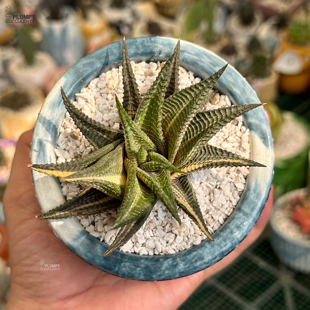 Haworthia Limifolia Verigated
