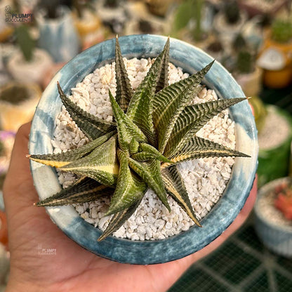 Haworthia Limifolia Verigated