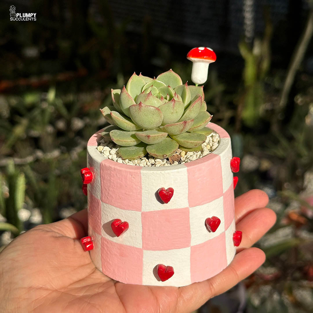 Handcrafted Heart Planter - A Gift that grows like Love