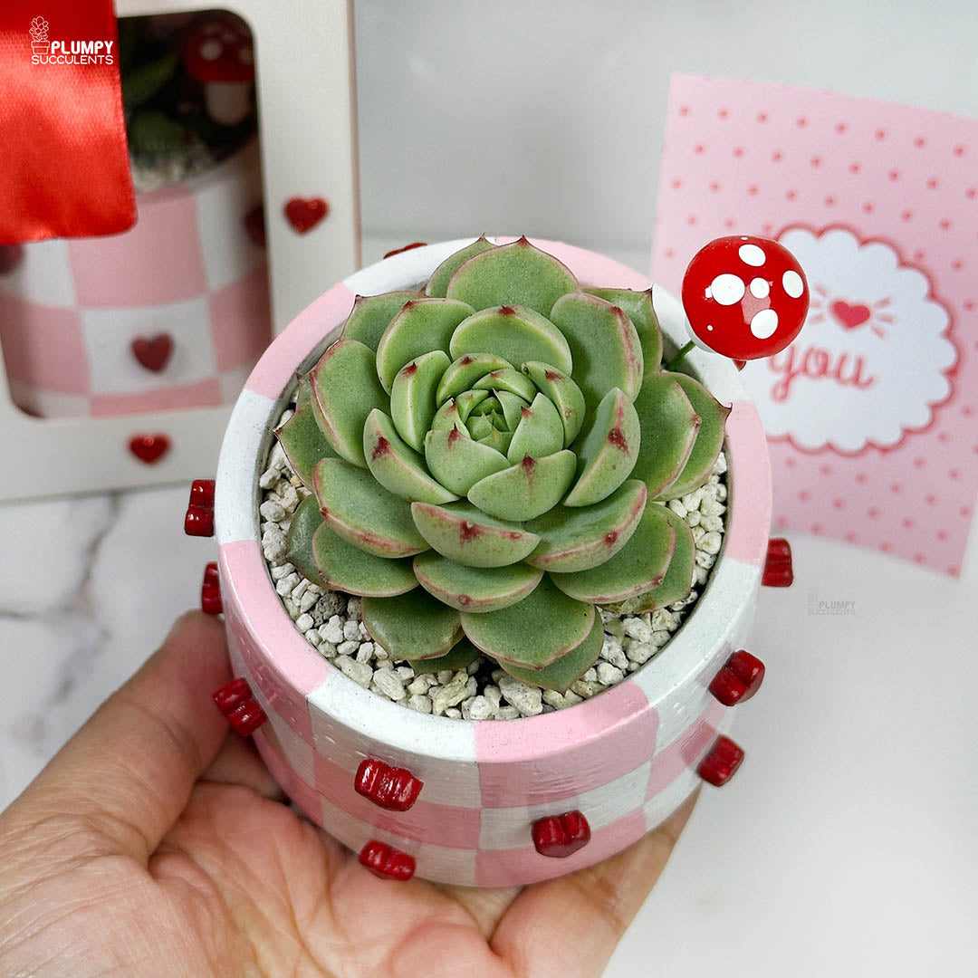 Handcrafted Heart Planter - A Gift that grows like Love