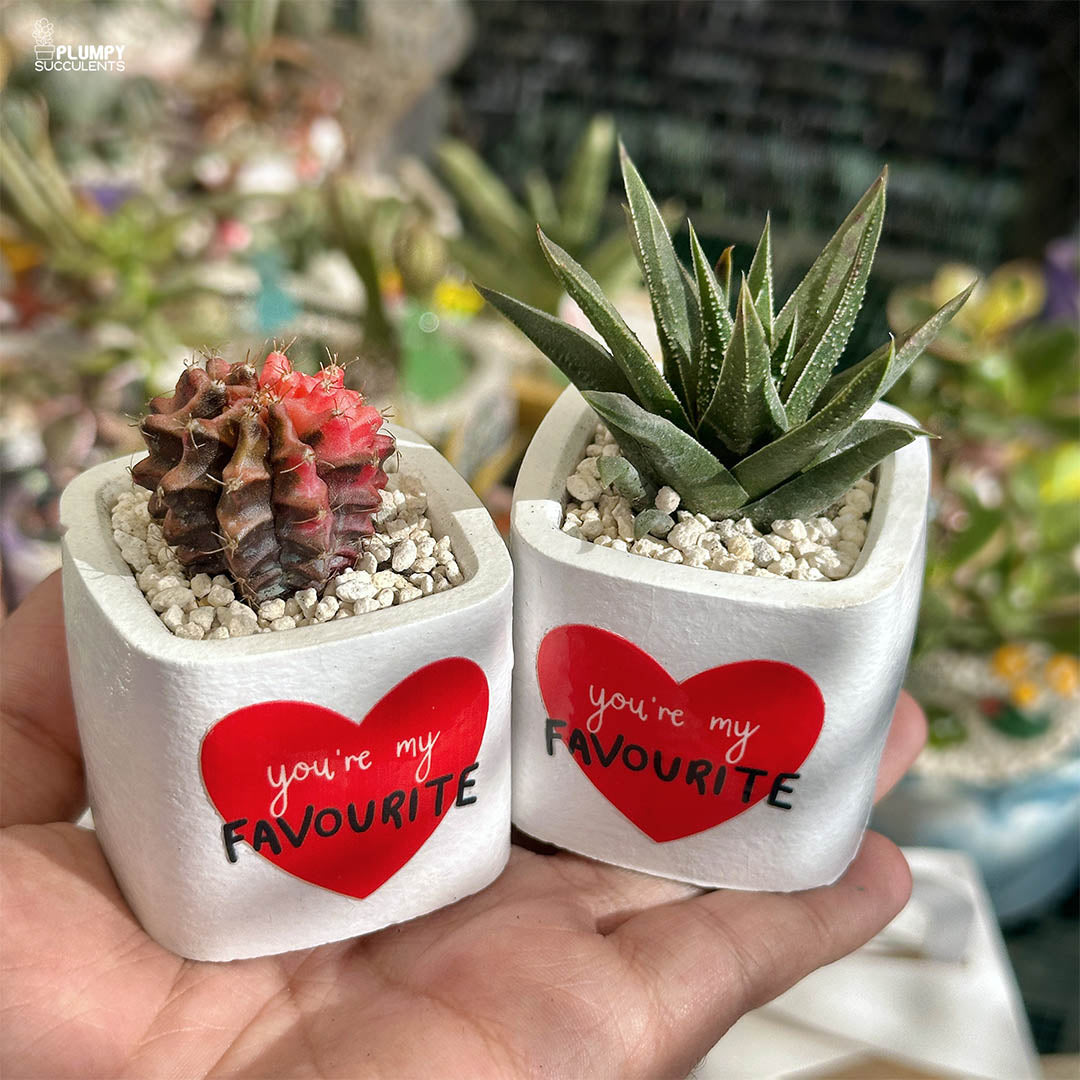 You're my Favourite - A Gift that grows like Love