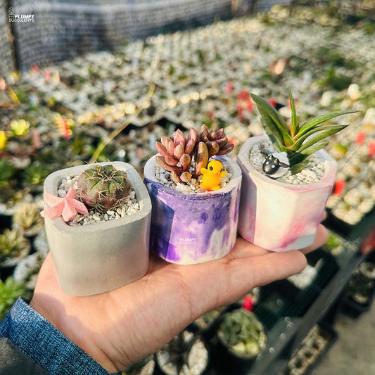 Set of 3 Succulents