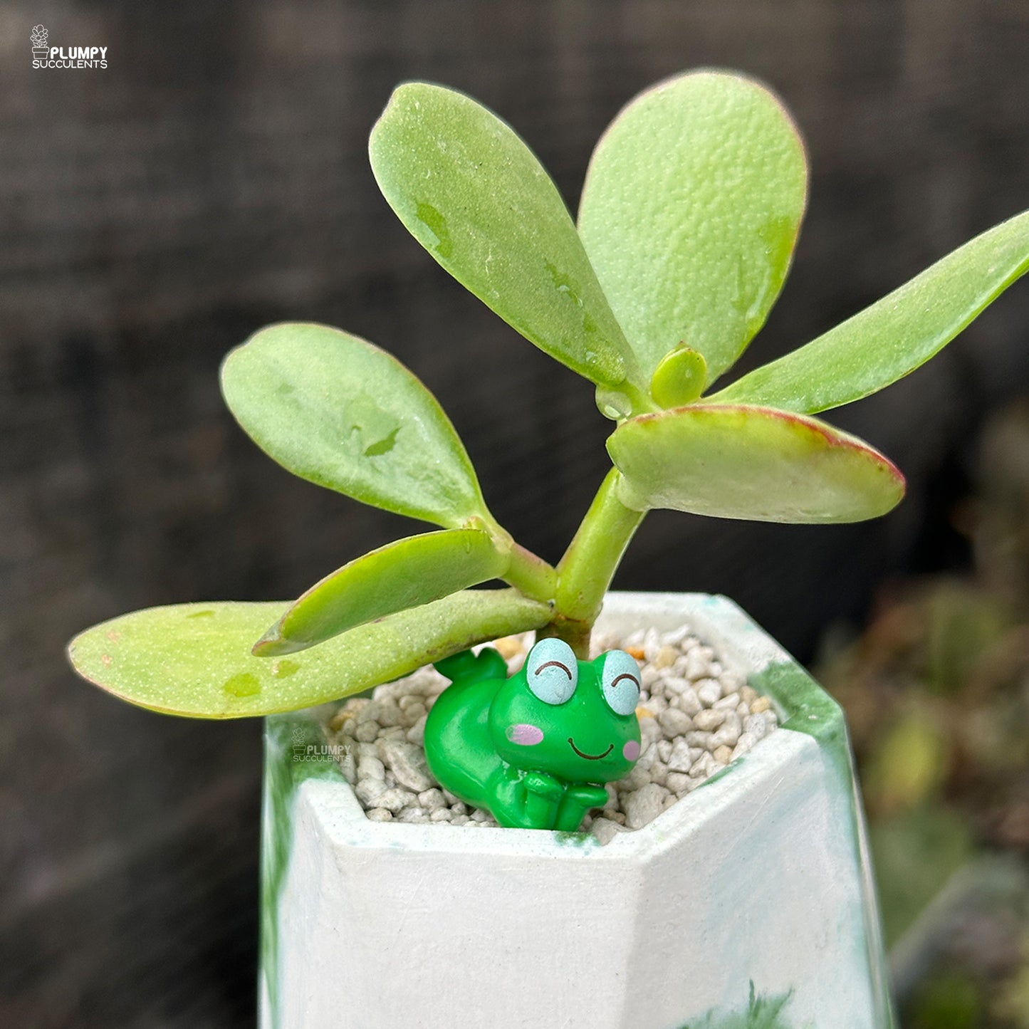 Crassula Ovata – Jade Plant