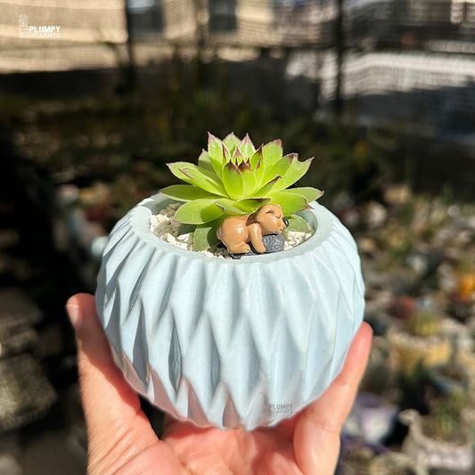 Sumpervivum (Hen & Chicken)