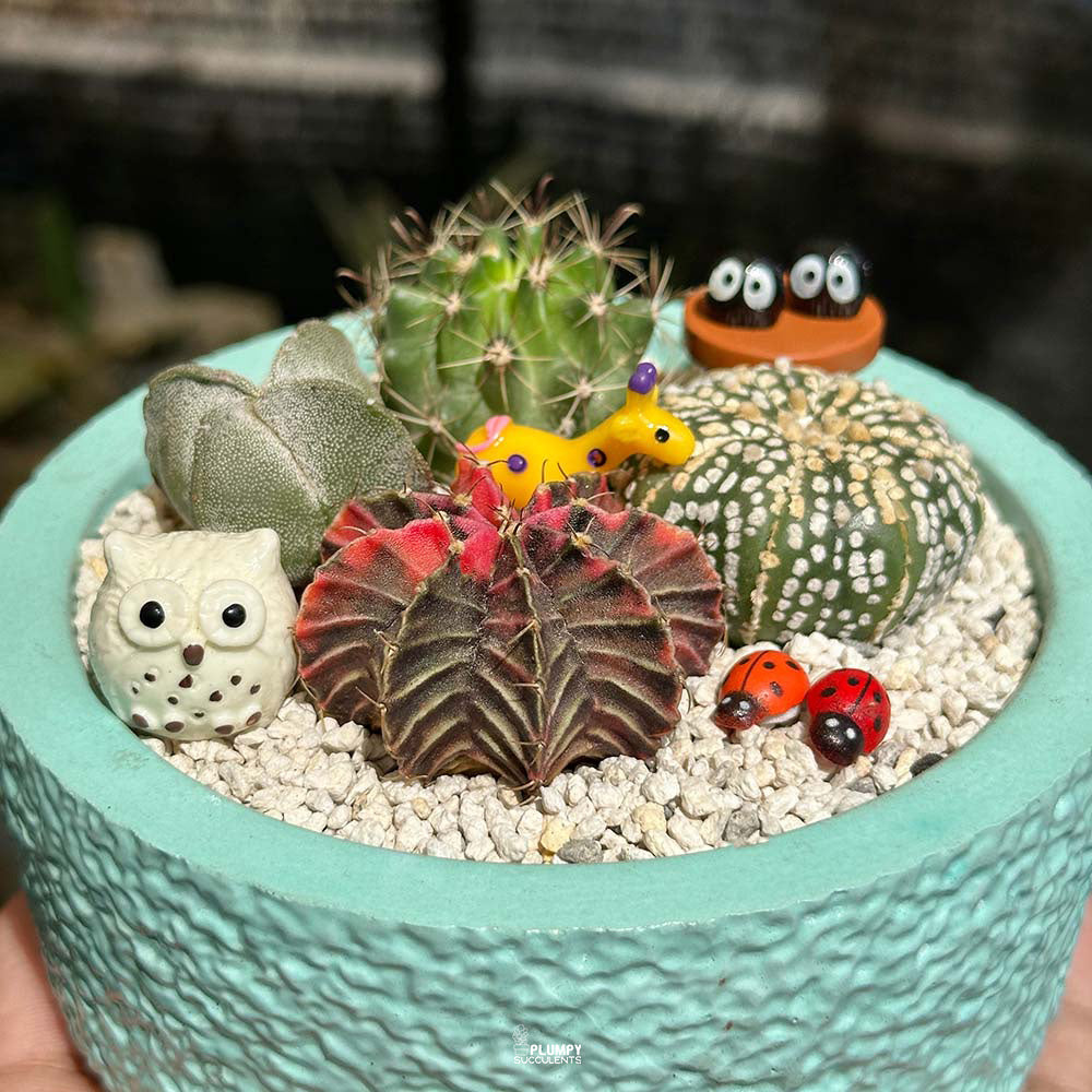 Cactus Garden ( Cactus Fairy Garden)