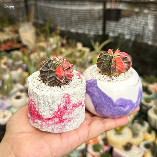 Two small cacti in marbled pots held by a hand with a blurred garden background.