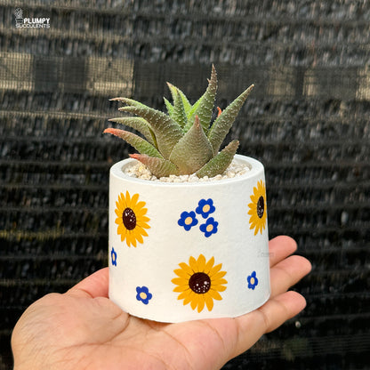 Sunflower Planter with Haworthia (3 inch)