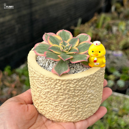 Aeonium Sunburst – Blush Pink Rosettes