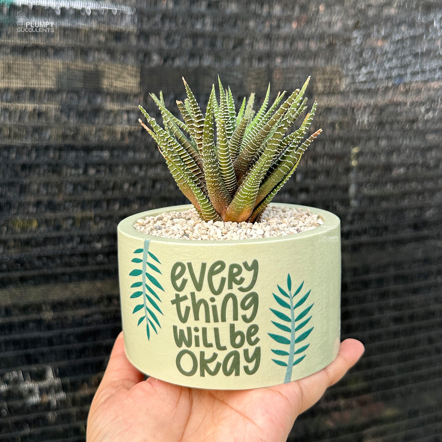 "Everything Will Be Okey" Planter (5 inch)  with Haworthia Zebra
