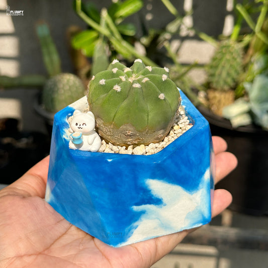 Cactus in a blue and white planter held in a hand with blurred cacti in the background