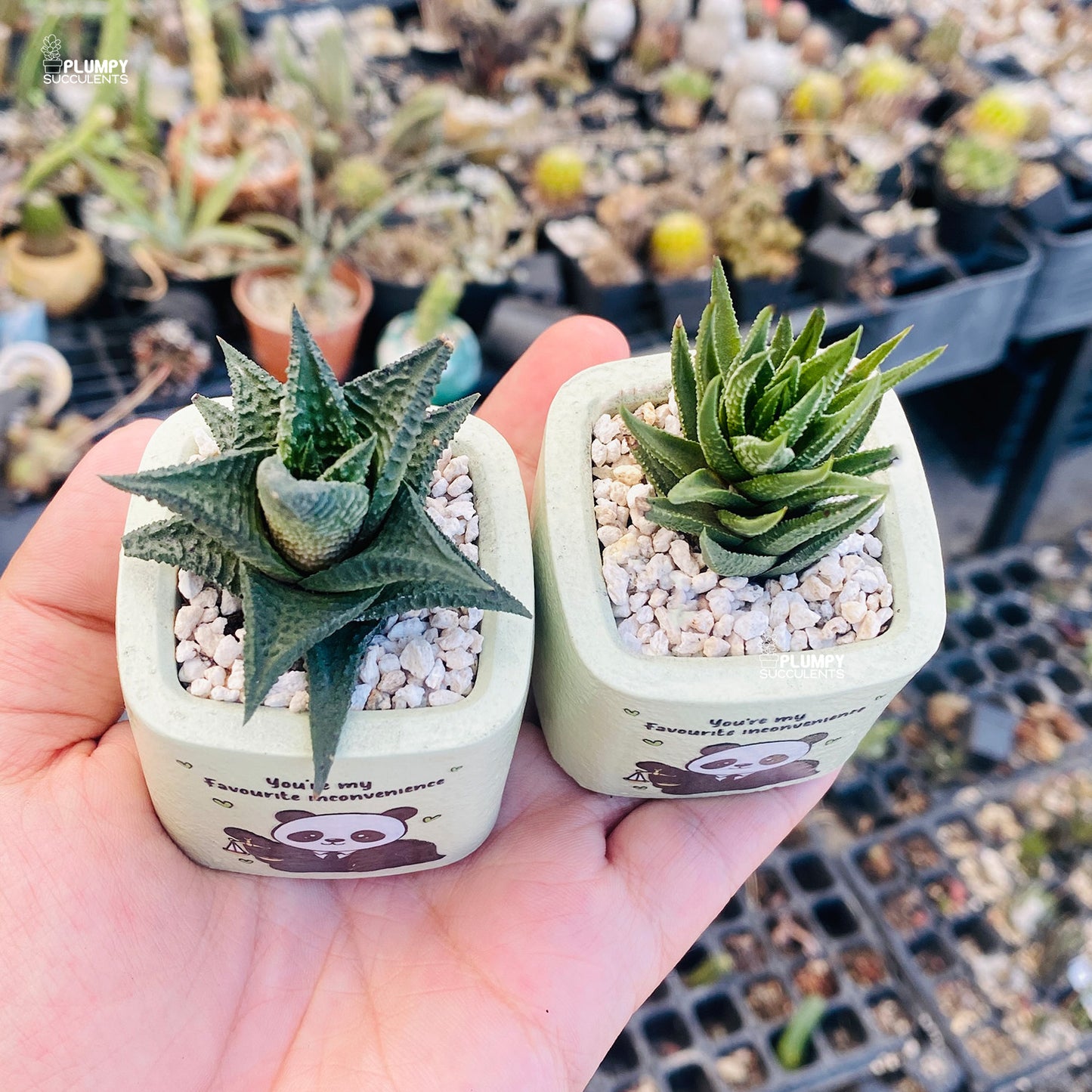 You’re My Favorite Inconvenience – Panda Planter Set (Set of 2)