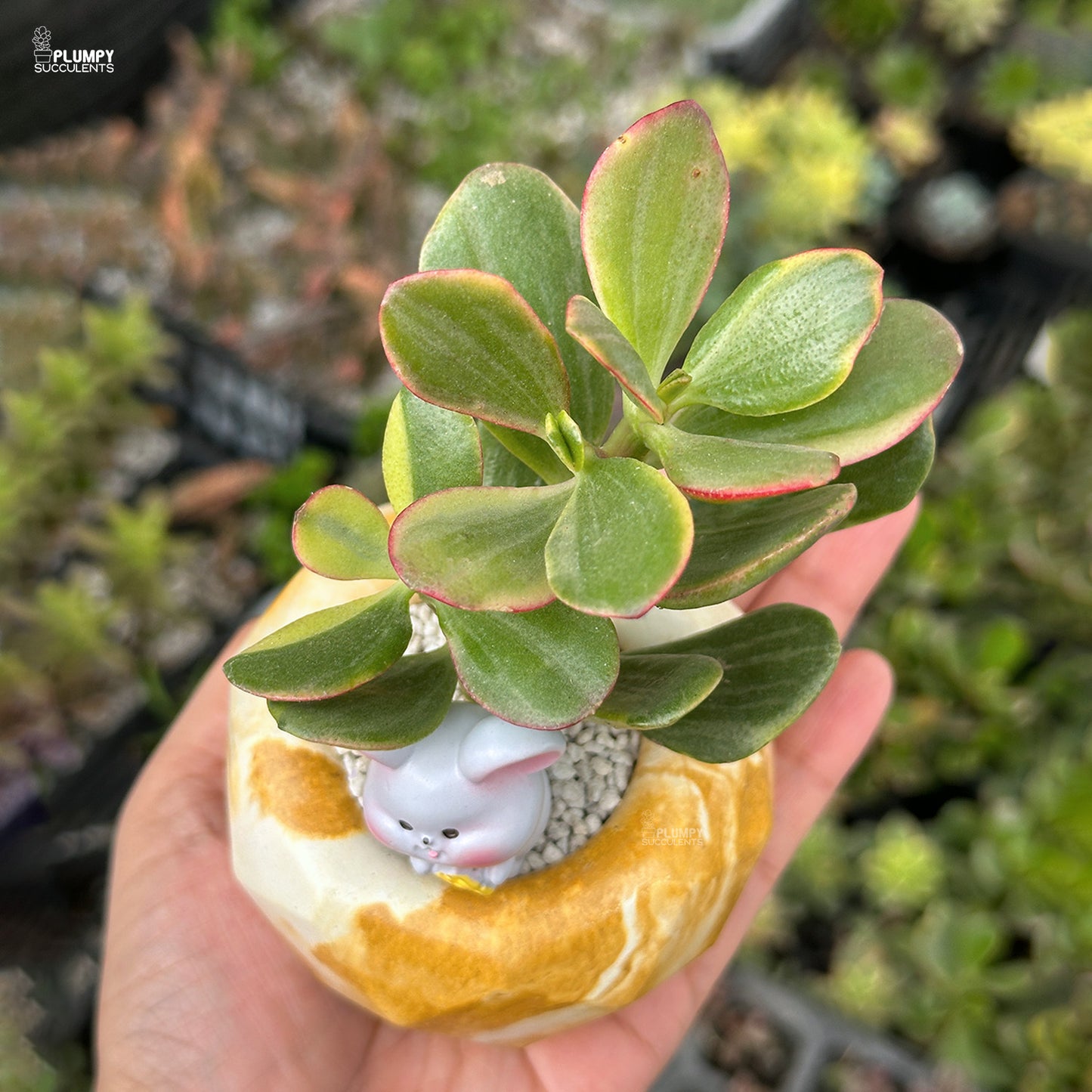 Crassula Ovata Variegated – Variegated Jade Plant