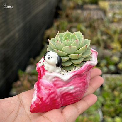 Echeveria Ben Badis – Mini Rosettes