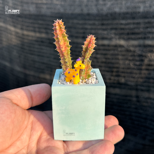 Huernia Zebrina Veriegated