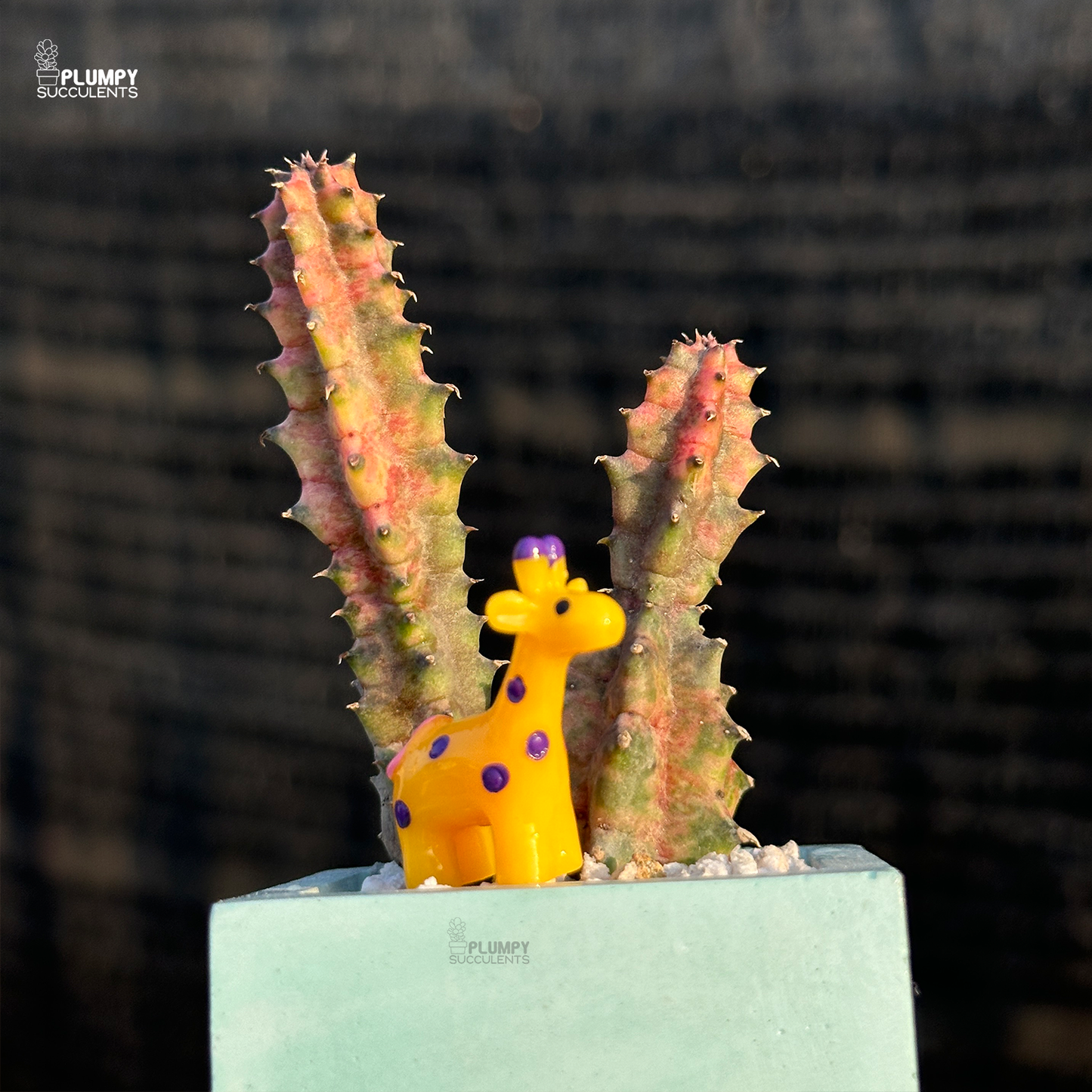 Huernia Zebrina Veriegated
