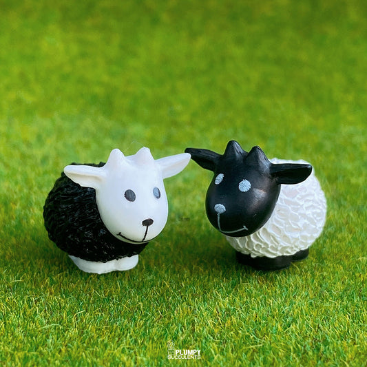Sheep