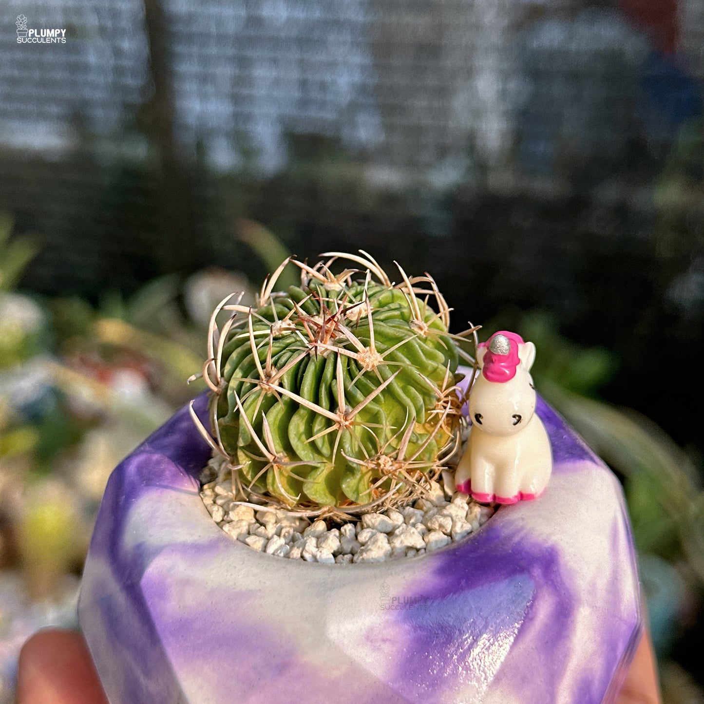 Small cactus in a pot with a unicorn figurine on a blurred background