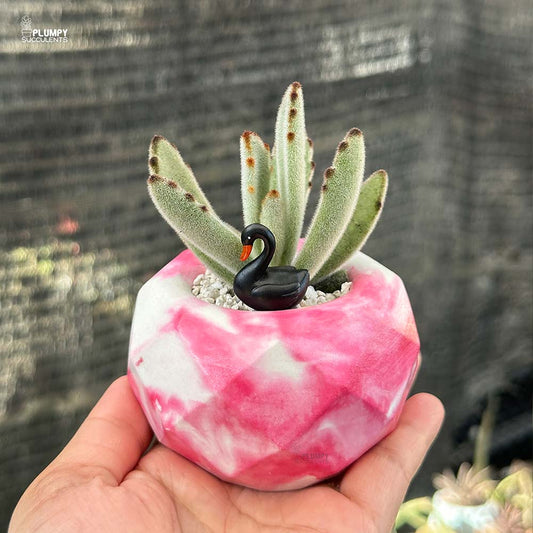 Kalanchoe Tomentosa