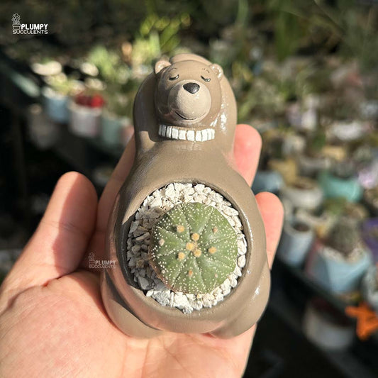 Astrophytum Cactus in Bear Planter