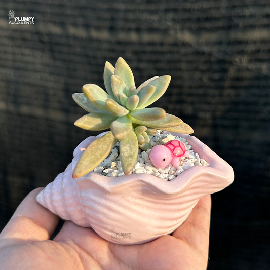 Graptosedum "Darley Sunshine"