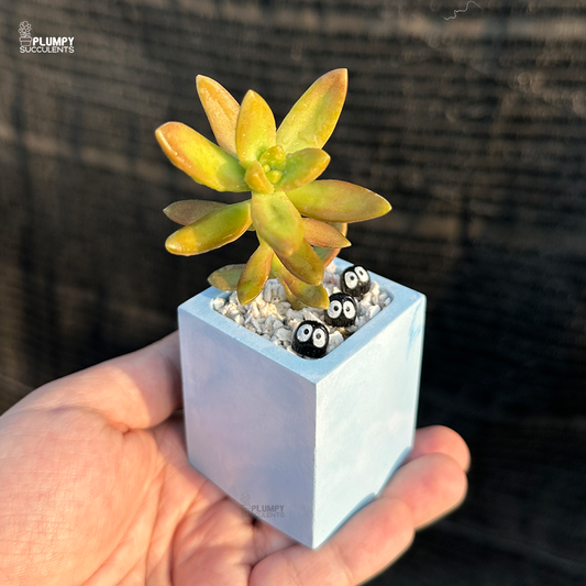 Sedum Adolphi "Golden Sedum"
