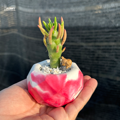 eve's needle succulent Eve's Needle Cactus – Plumpy Succulents