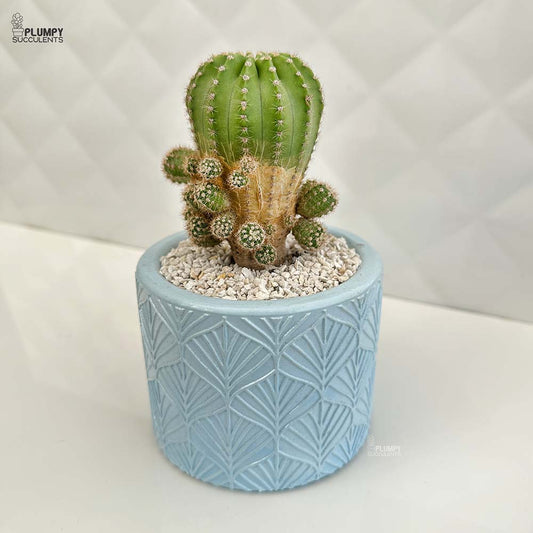 Echinopsis