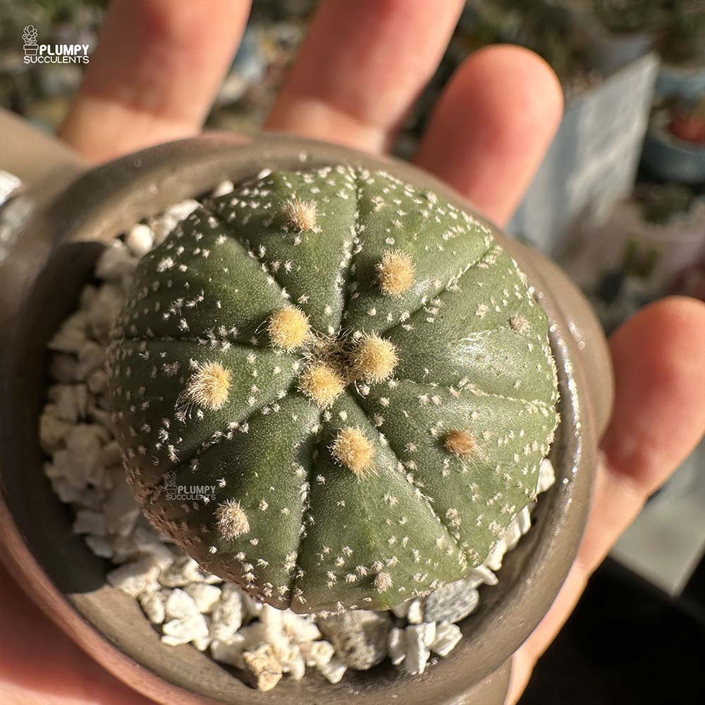 Astrophytum Cactus in Bear Planter