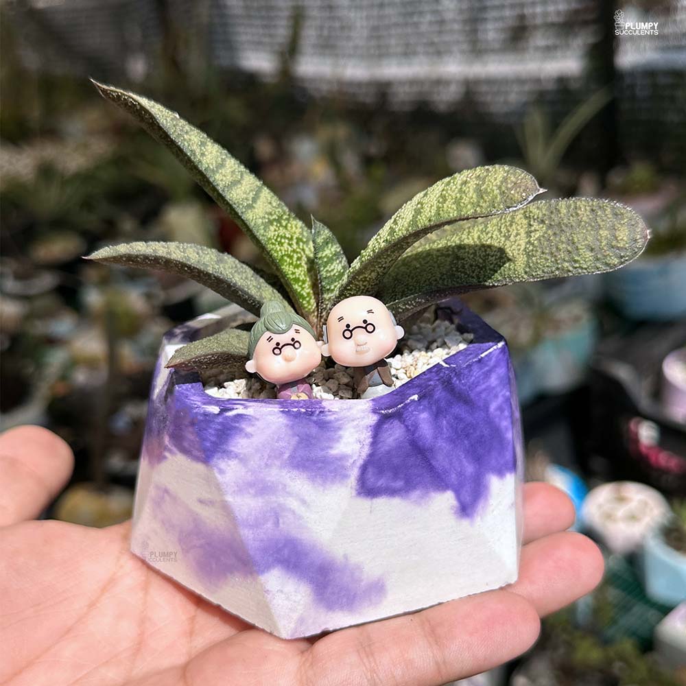 Gasteria Batesiana - Grow Old Together
