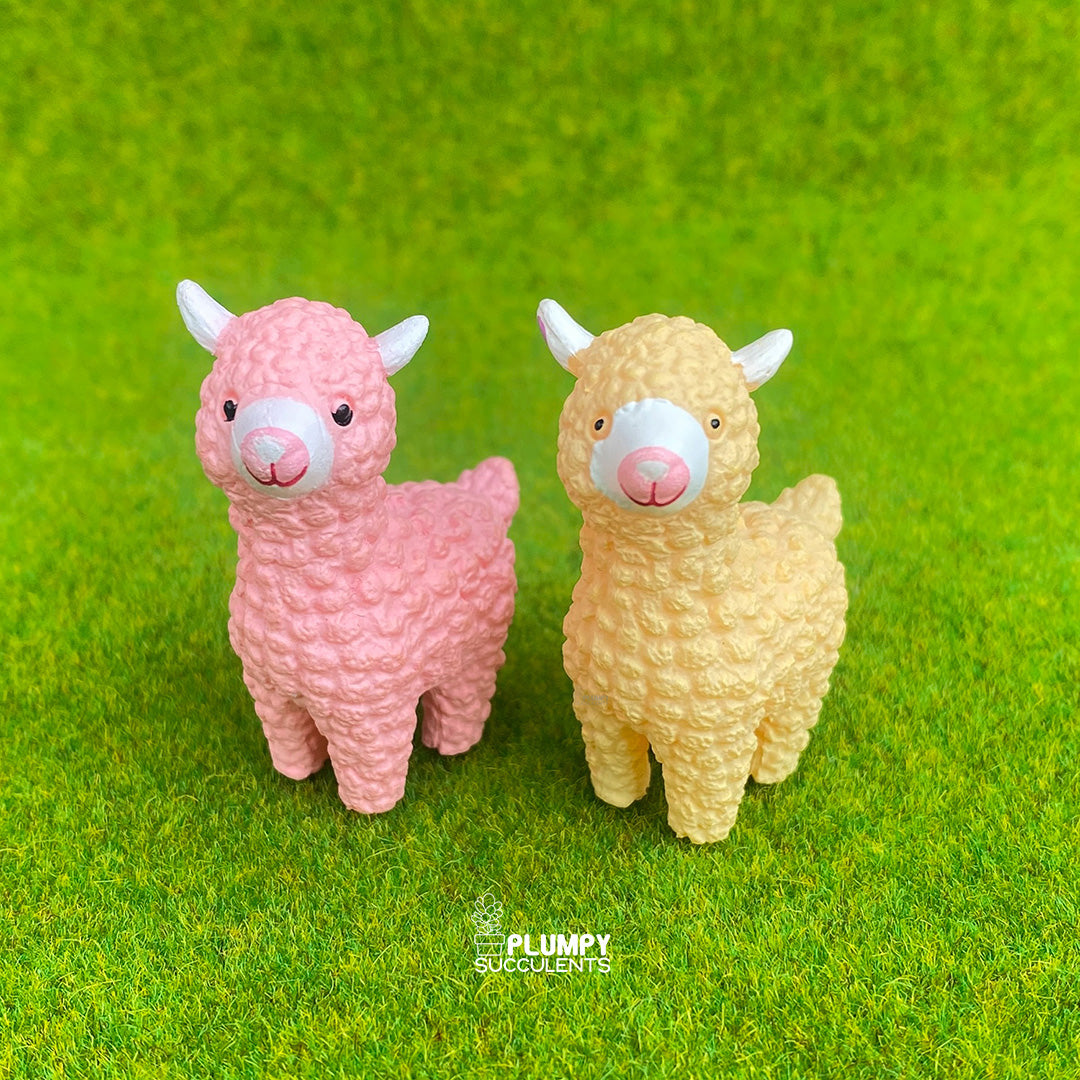Lama