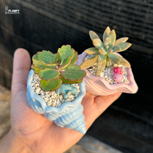 Pair of Succulents