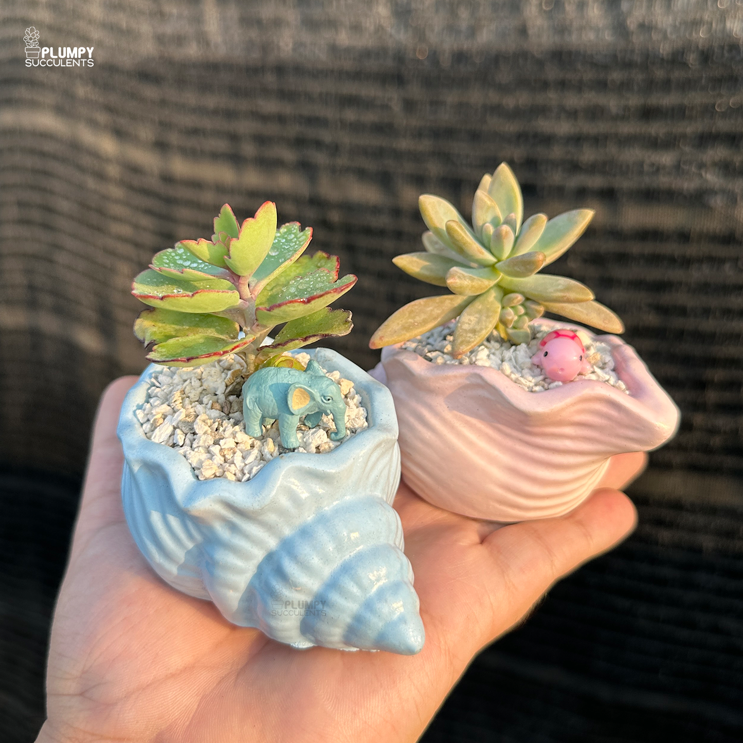 Pair of Succulents