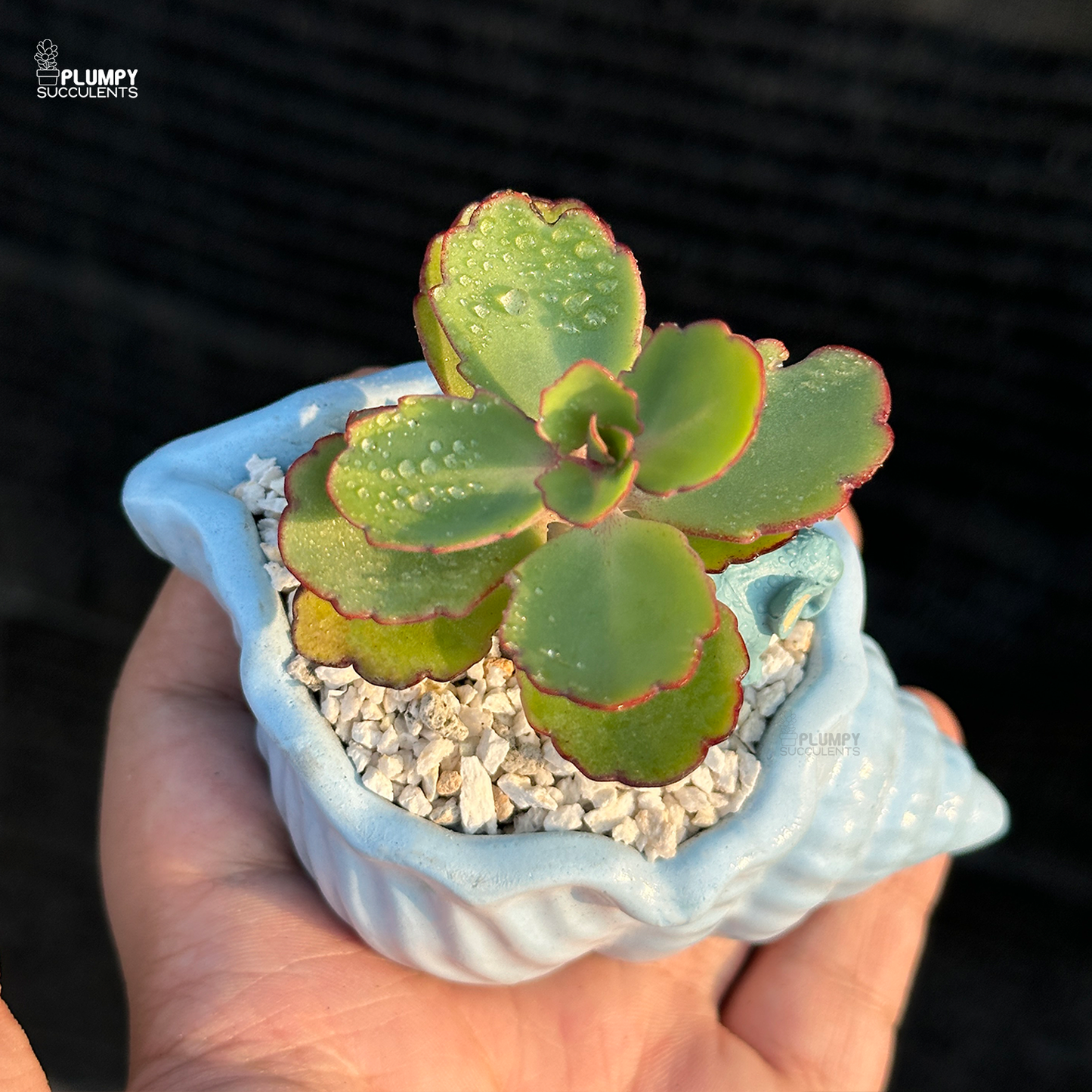Kalanchoe Laxiflora
